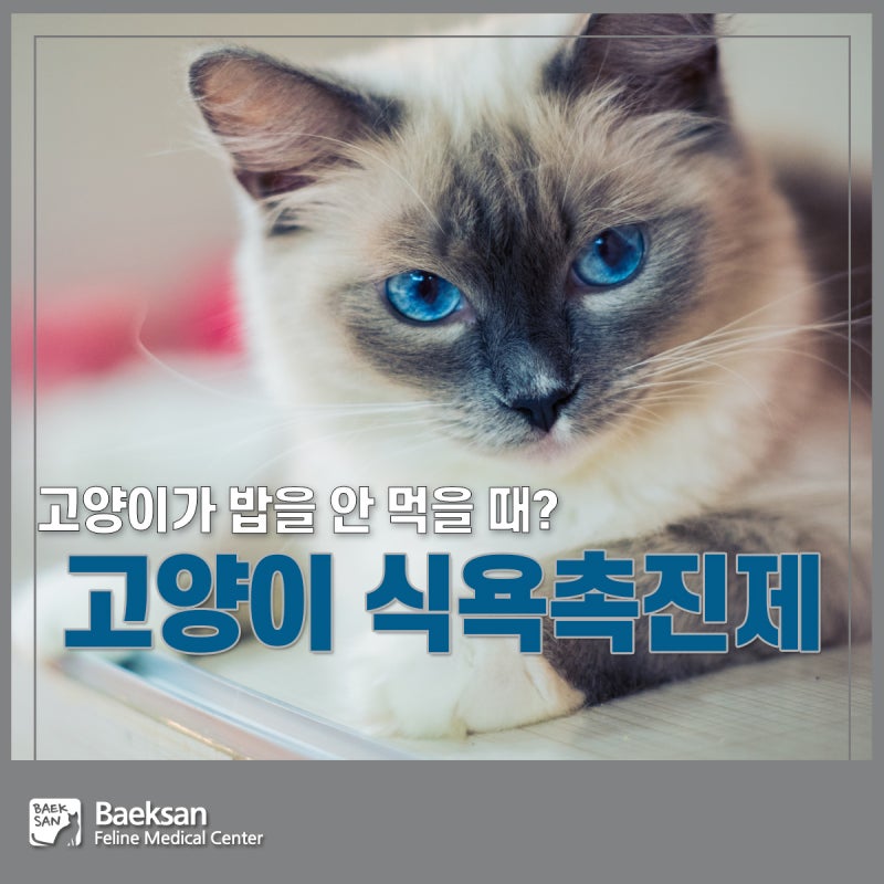 고양이 식욕촉진제, 언제 어떻게 먹여야 좋을까?