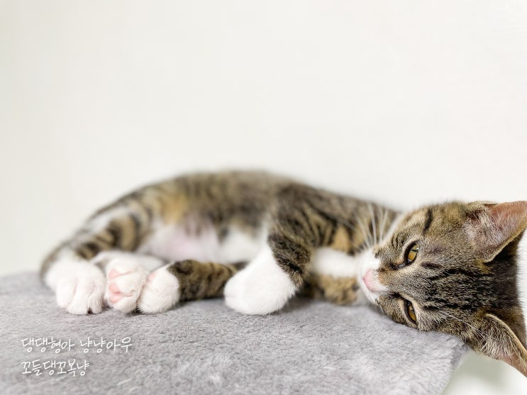  아기고양이 잠자는 시간, 낮잠 자는 고양이 꼬복이 (수면 시간)