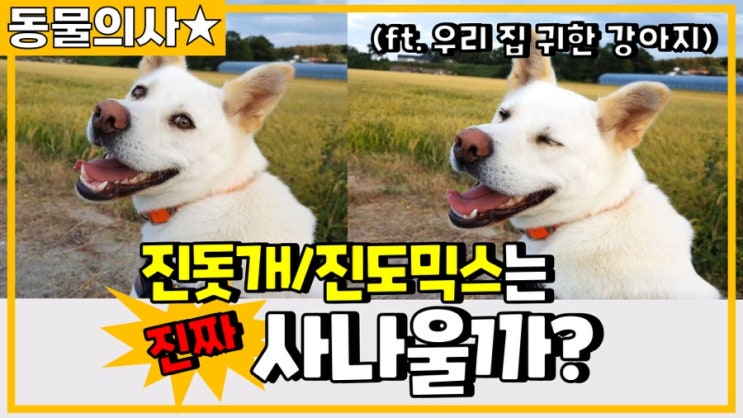  [주간 동물의사] 진도/진도믹스는 정말 사나울까? 견종별 성격이 가지는 의미는?