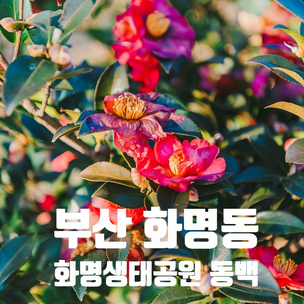  화명생태공원 동백 위치 및 주차장 안내