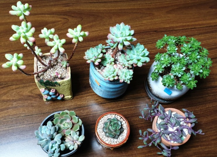  2021년 올해의 마지막날도 다육이와함께