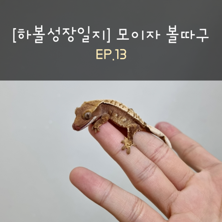  [하볼성장일지] 모이자 볼따구 EP.13