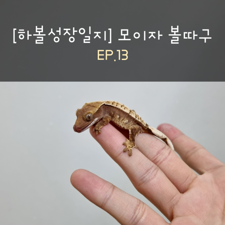 [하볼성장일지] 모이자 볼따구 EP.13