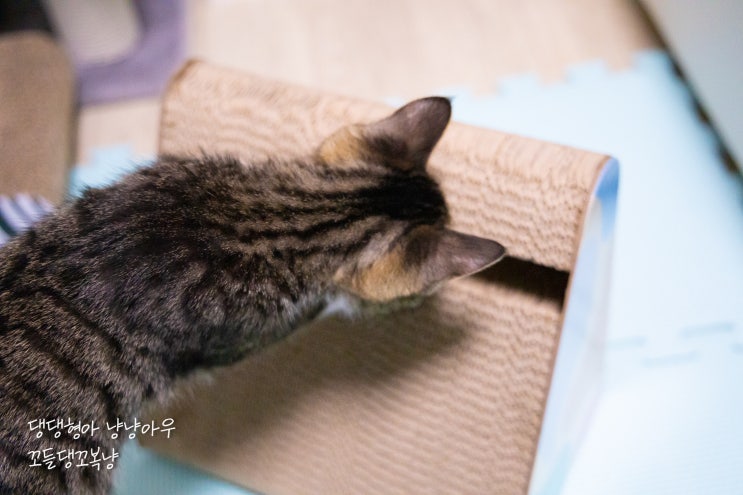  고양이 삼각 수직 스크래쳐 아기고양이용으로 사은품 받음