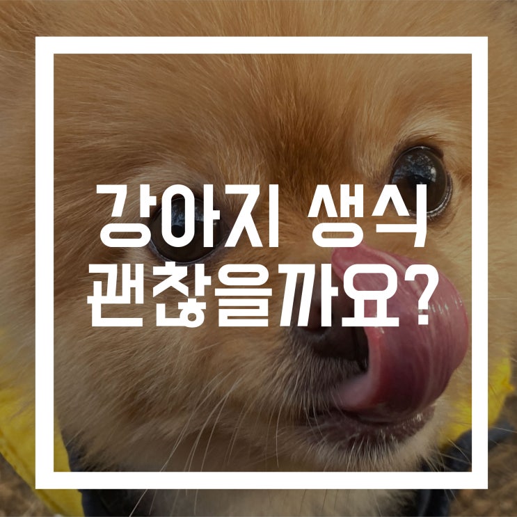  강아지 생식 괜찮을까요? 장점과 위험성 알아보아요