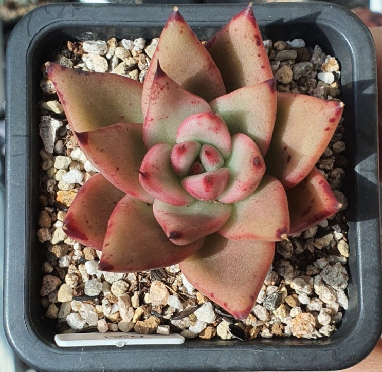 먼디. Echeveria