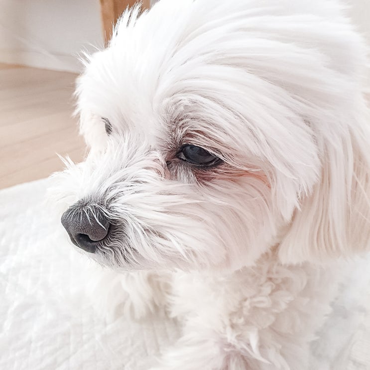  강아지 머즐 뜻, 길면 좀 어때? +롱티즈