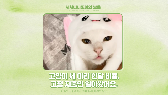  3마리의 고양이에게 들어가는 한 달 고정 비용, 얼마나 될까요?