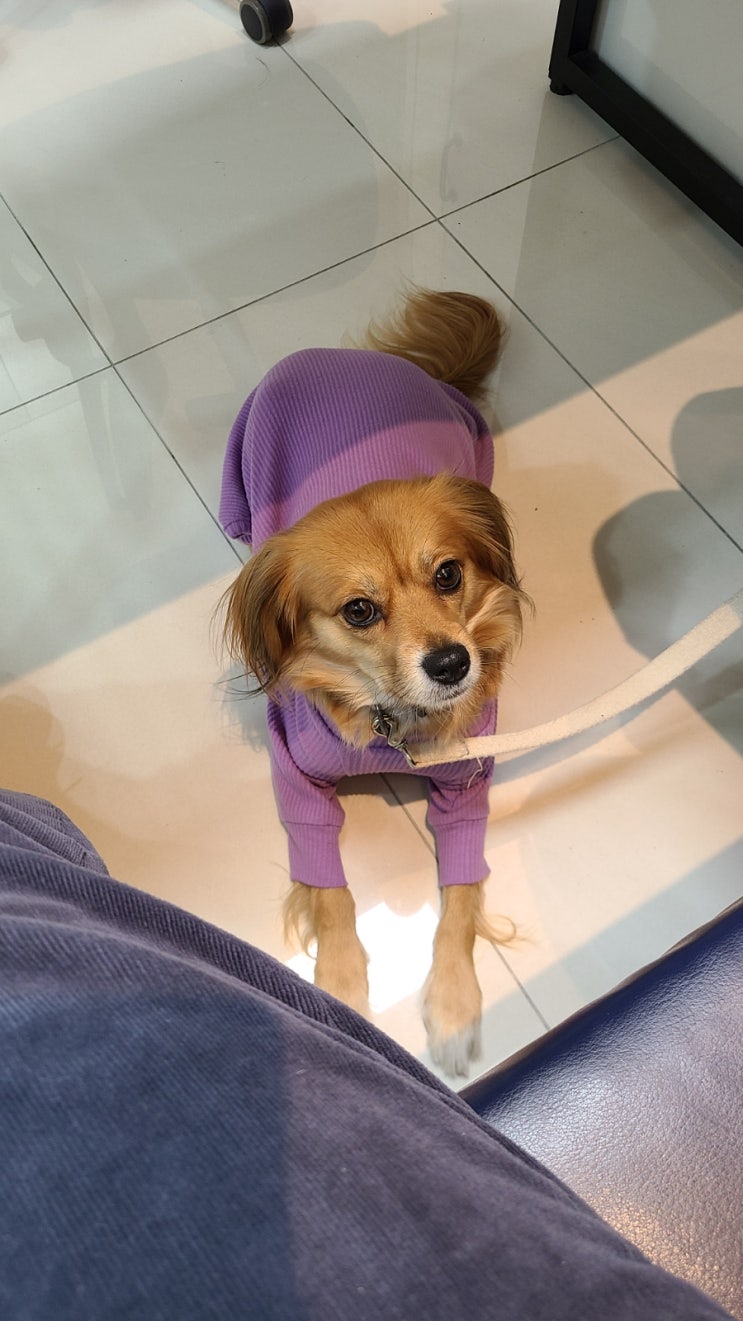  강아지 심장사상충, 자세한 증상과 약식치료 후 완치까지
