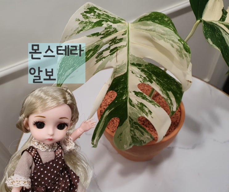 몬스테라 알보 분갈이해요.