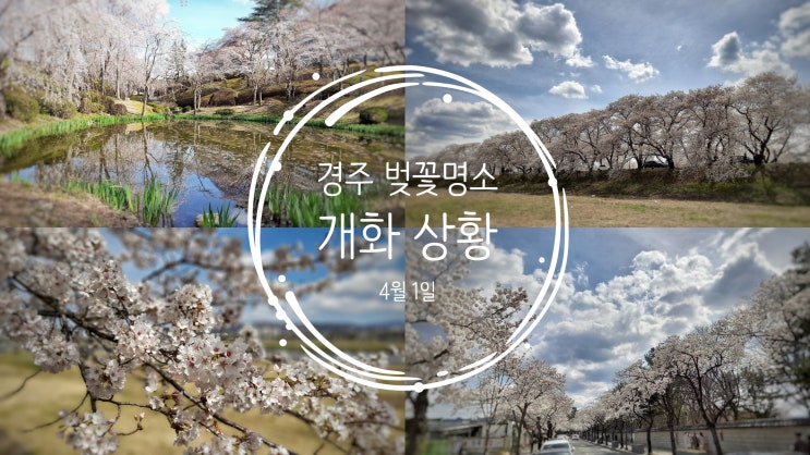  경주 벚꽃 명소 개화 상황