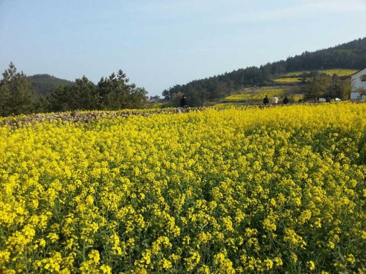 봄에 가기 좋은 곳 &lt;청산도&gt; 유채꽃과 함께 청산도 슬로걷기축제 시작합니다