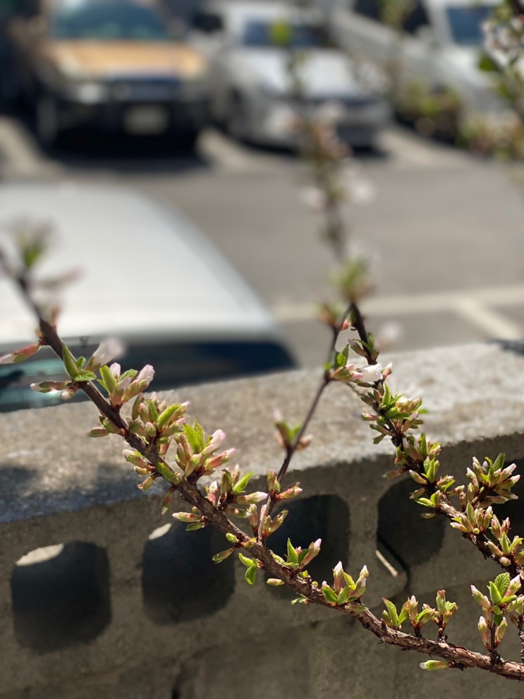봄봄 사무실 앞에 앵두꽃이 피었어요