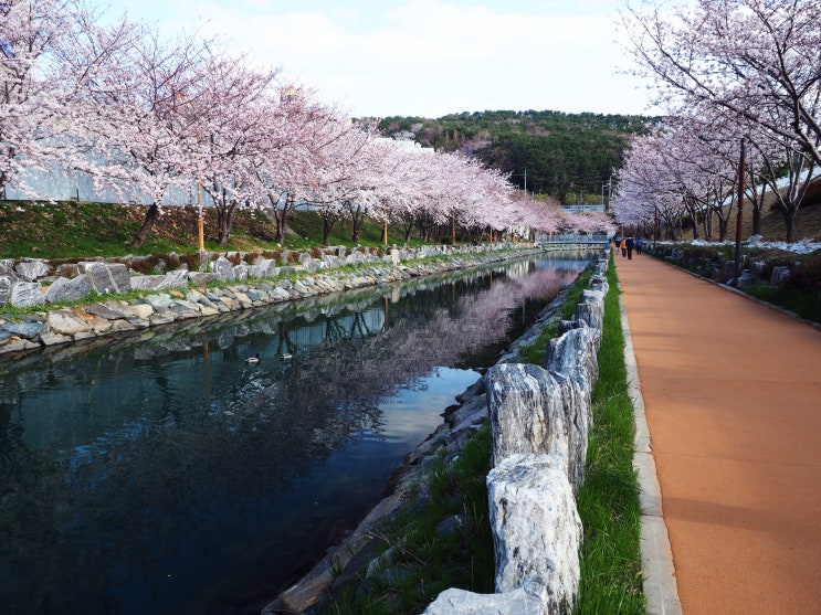  걷기운동하기 좋은 부산영도(동삼해수천)명소 산책로와 벚꽃길이 어우러진 곳