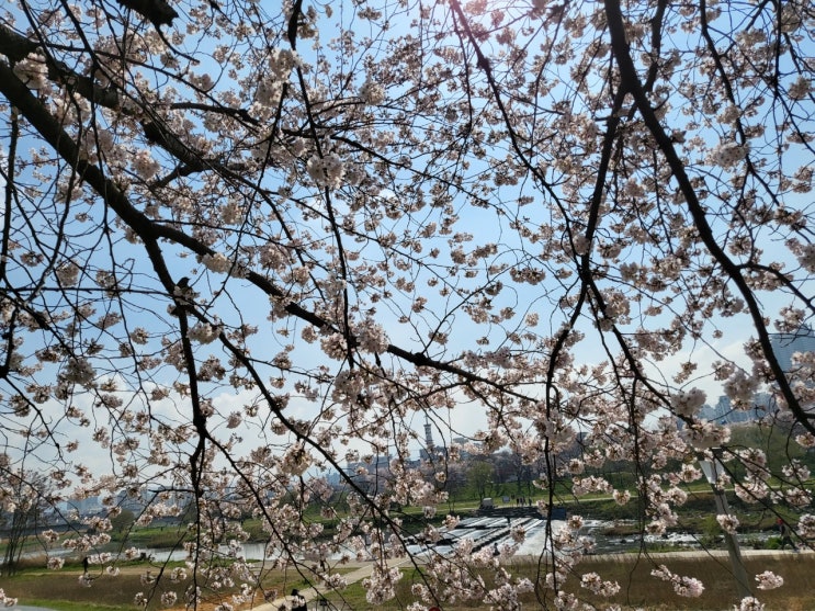  광주천 벚꽃만개 노랑노랑 개나리~