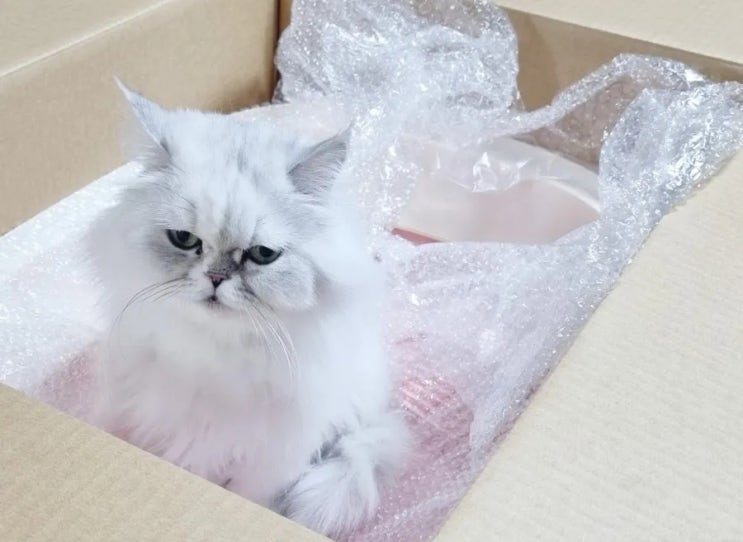  소변 실수하던 고양이, 1년 넘게 오줌 테러 안 한 비결