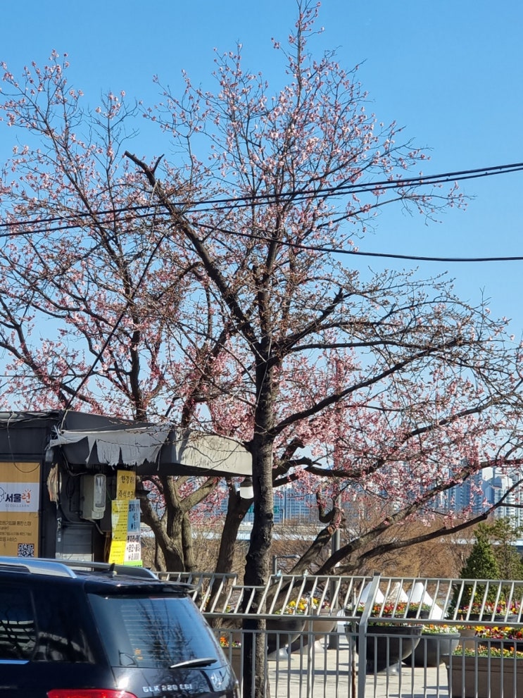 서울 여의도 벚꽃 피는중