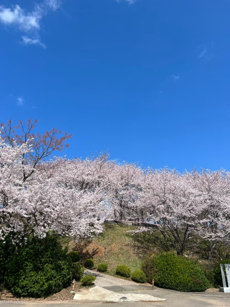 [경남사천] 선진공원 벗꽃길 벗꽃파티 가자~~지금!