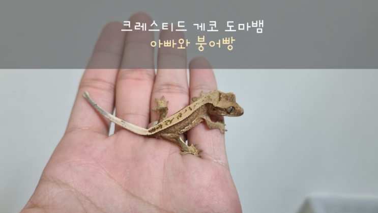  크레스티드게코 아빠와 똑 닮은 아이