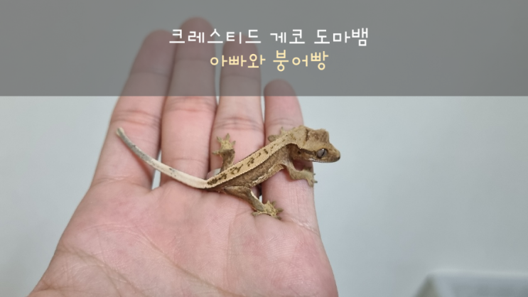 크레스티드게코 아빠와 똑 닮은 아이