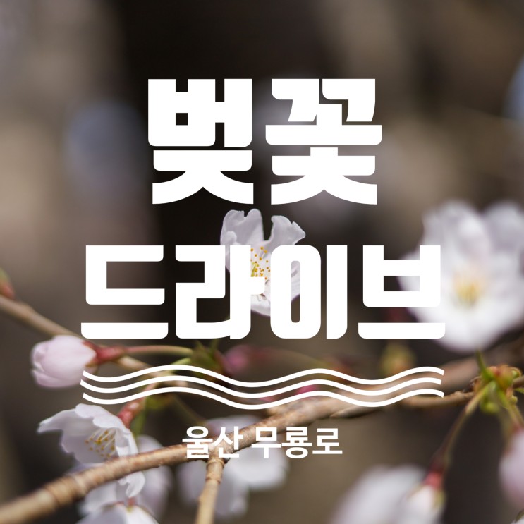 울산 무룡로 벚꽃 만개 드라이브 추천