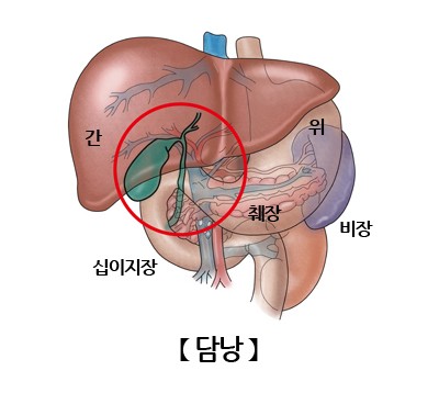 [담낭]담낭의 구조와 기능, 담낭 관련 질환과 식단