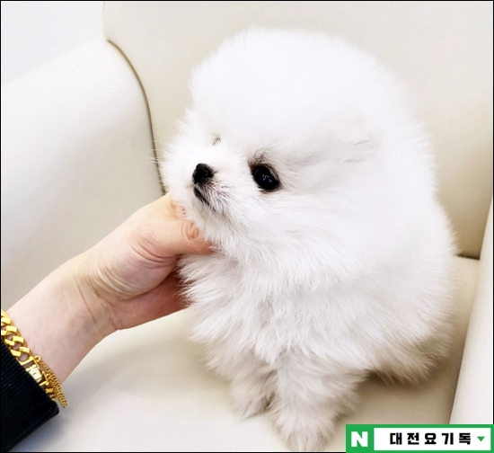  오송강아지분양 최고의 선택이 되었어요