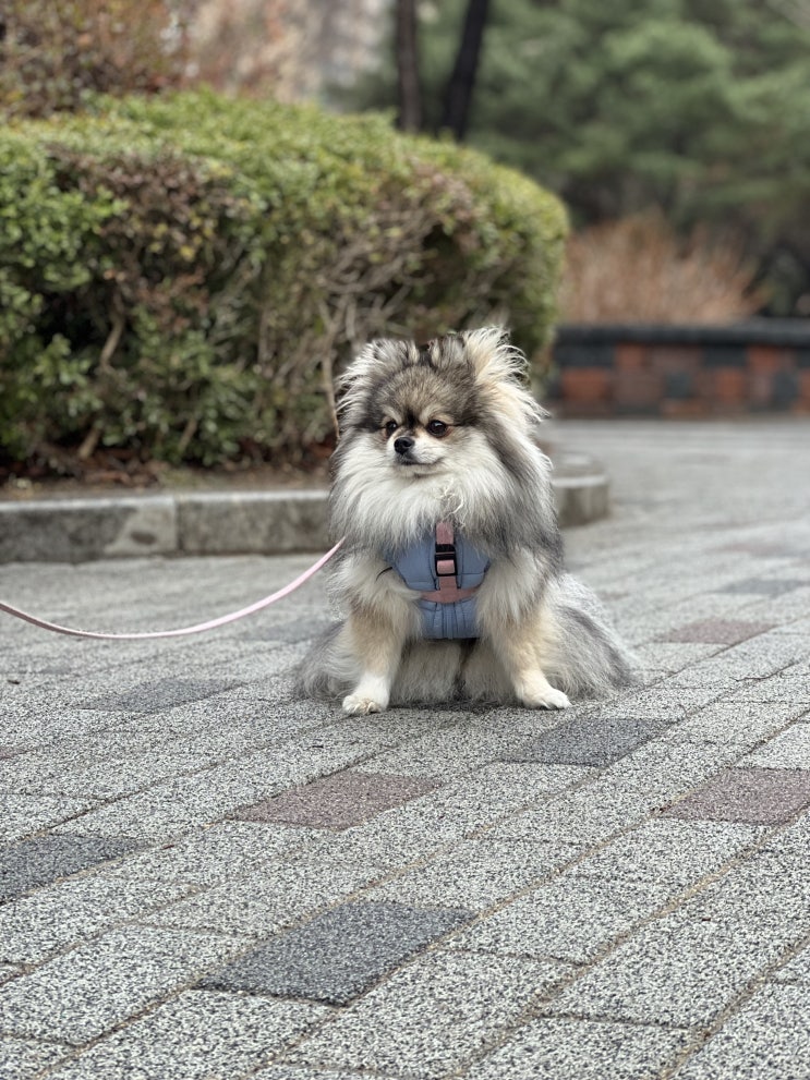 옷입고 산책하기