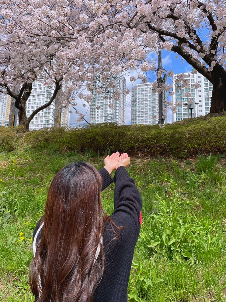 [부산데이트][부산벚꽃명소]동래 온천천 벚꽃 코스 추천 정리