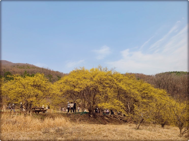  이천가볼만한곳 이천 백사 산수유마을 꽃축제는 취소되었지만 ...