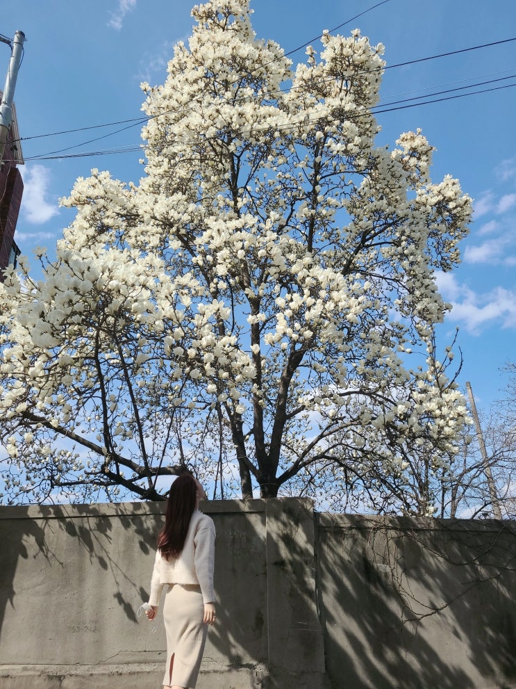 대전벚꽃  테미공원 사랑해 대전데이트장소 4월초벚꽃 현황