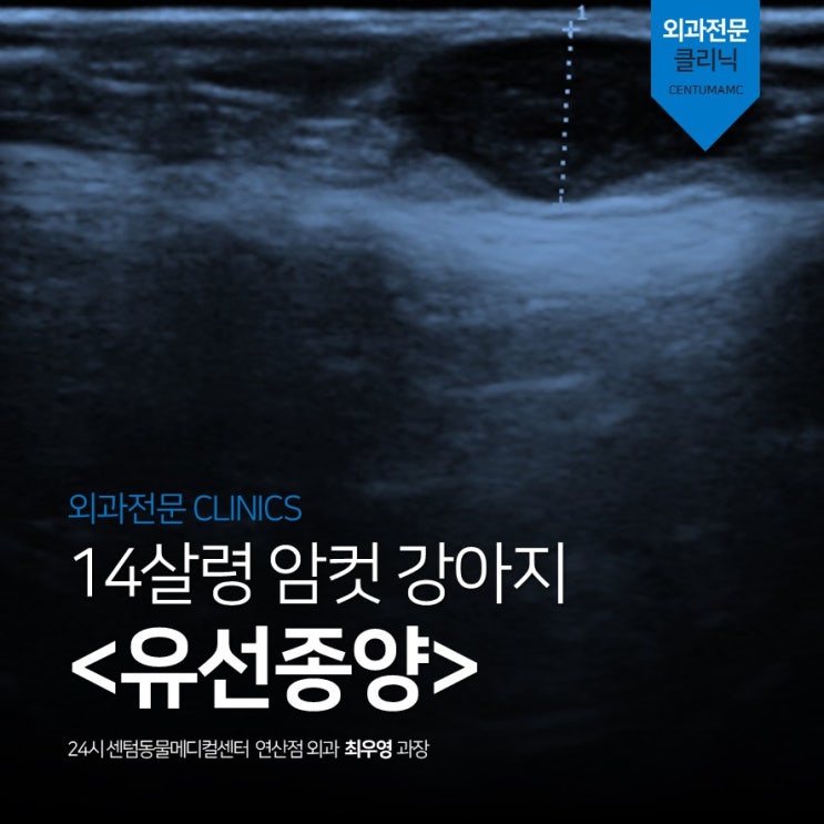  14살 암컷 강아지 <유선종양> mastectomy, OHE (부산 24시 동물병원 센텀동물메디컬센터 연산점)