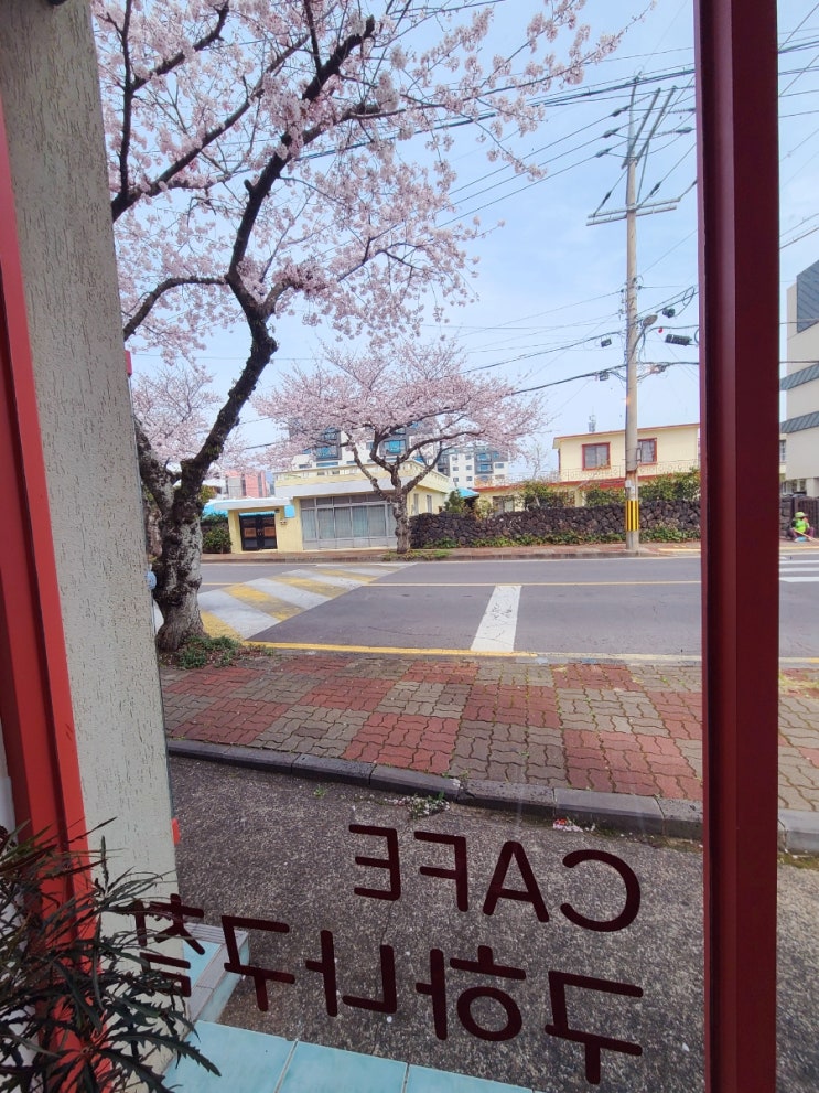  제주 서귀포 신효 벚꽃길 카페 구하나구칠