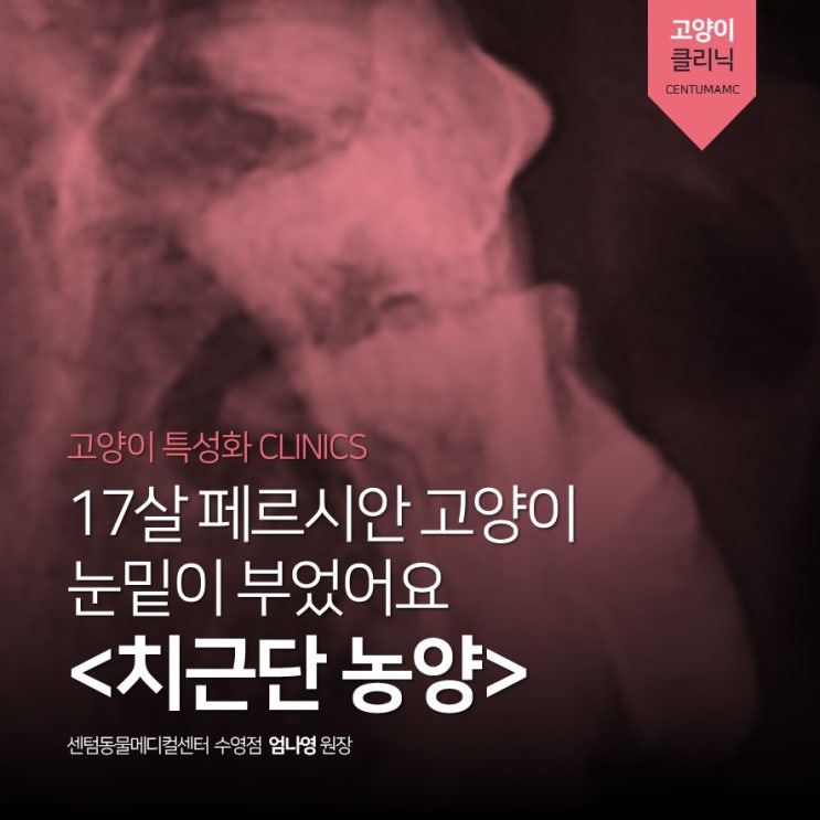  17살 페르시안 고양이 <치근단 농양> (부산 고양이 동물병원, 센텀동물메디컬센터 수영점)