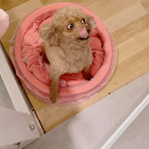 강아지에게 물렸을때 대처방법 [개물림 사고 응급처치]