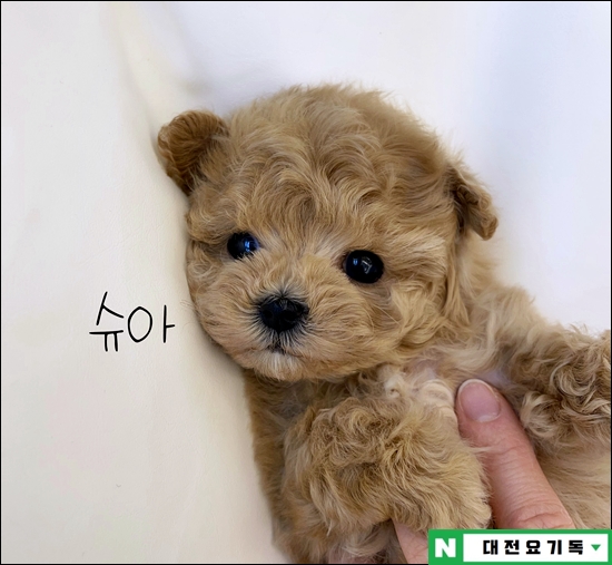  서산강아지분양 안전한 곳에서 데려왔어요!
