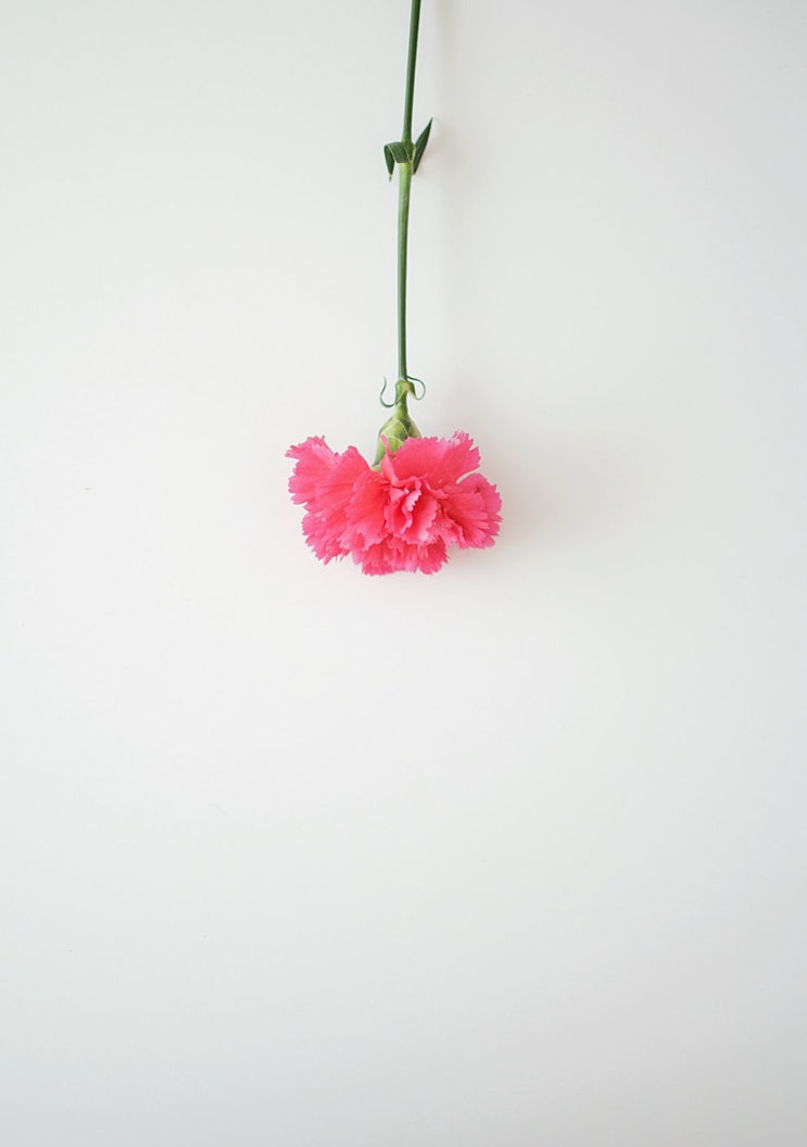  어버이날 Mother's Day은 언제부터 기념했을까요?
