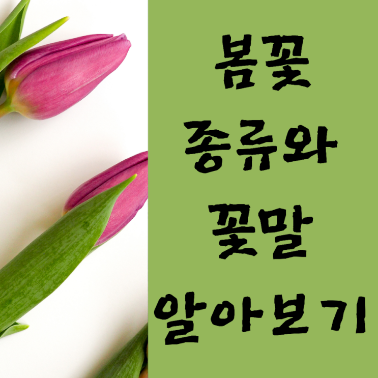  봄 꽃 - 봄꽃의 종류, 꽃말 어떤게 있을까?