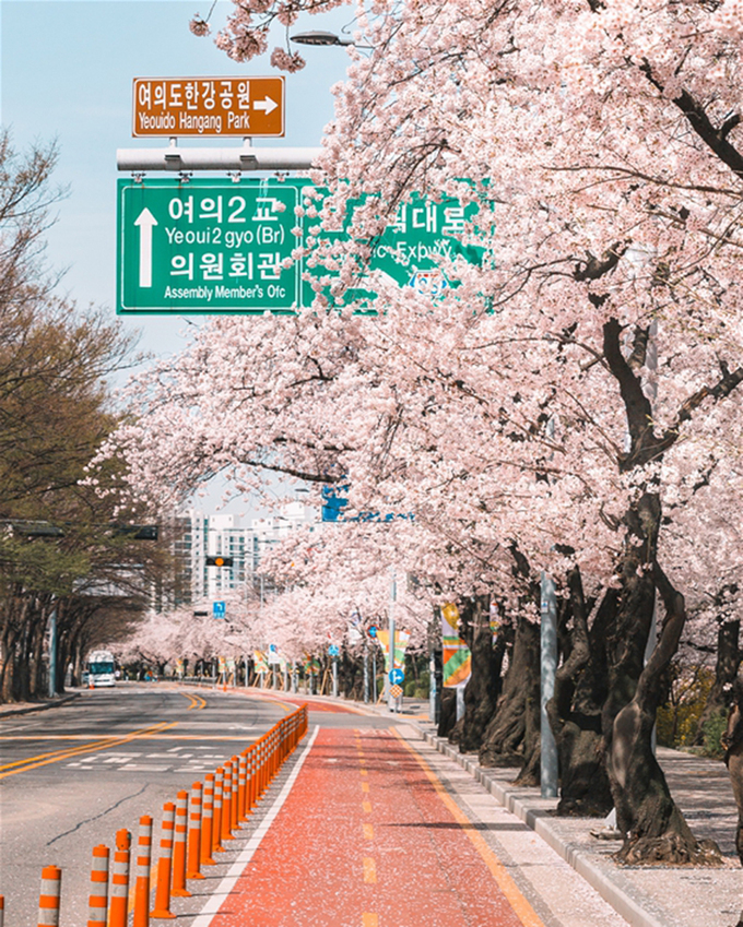 전국) 봄꽃 벚꽃 명소 추천 가평삼회리벚꽃길, 진해벚꽃, 강릉벚꽃, 서울근교 카펜트리 개나리