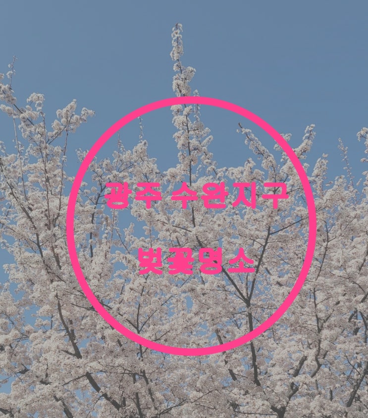  [광주 광산구 수완지구]벚꽃 명소, 걷기 좋은 봄 데이트 산책로