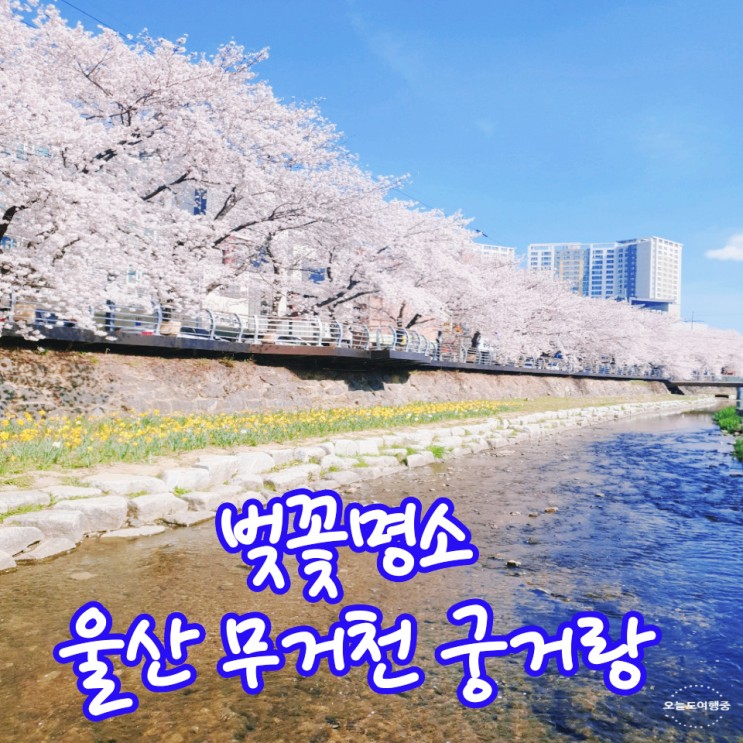 벚꽃 명소 울산 무거천 궁거랑에서 수선화와 봄 여행 떠나요!