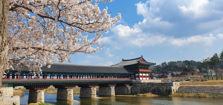  실시간 경주 벚꽃,날씨 (4월2일)