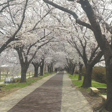  부산 강서구 벚꽃명소! 맥도생태공원^^