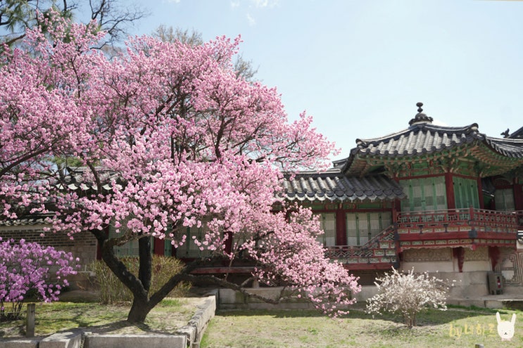 창덕궁 홍매화 꽃구경 서울 매화 명소 개화시기 창덕궁 홍매화 꽃구경 서울 매화 명소 개화시기