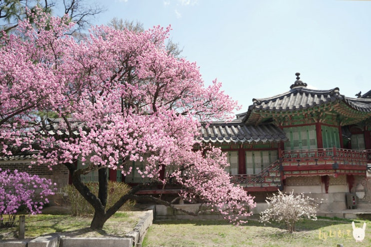 창덕궁 홍매화 꽃구경 서울 매화 명소 개화시기