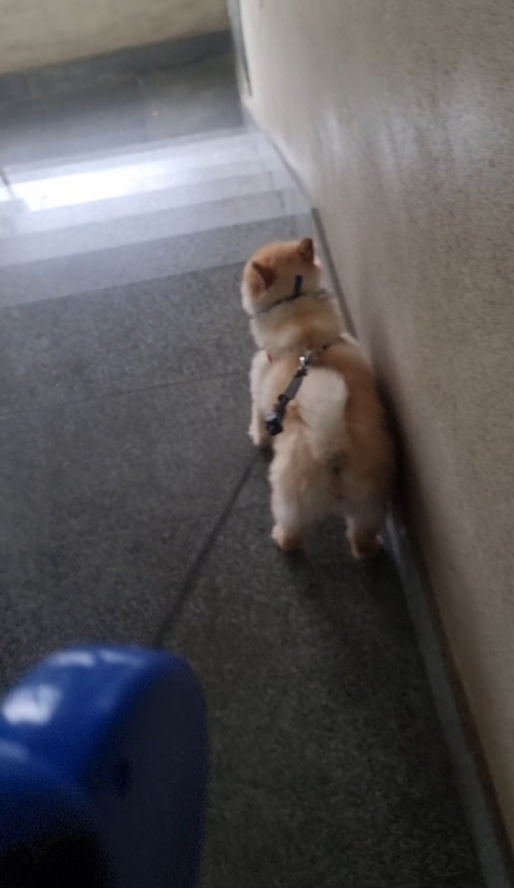  벚꽃 보며 산책 다녀왔어요