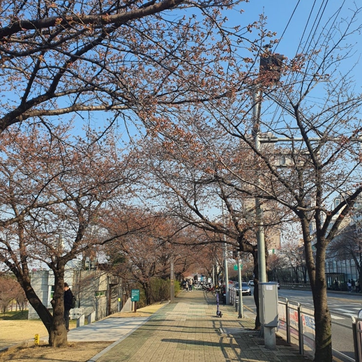  일상 : 22년 4월 주말 여의도 한강공원 벚꽃 개화상황