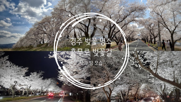  경주 벚꽃 명소, 흥무로 벚꽃길의 낮과 밤 모습