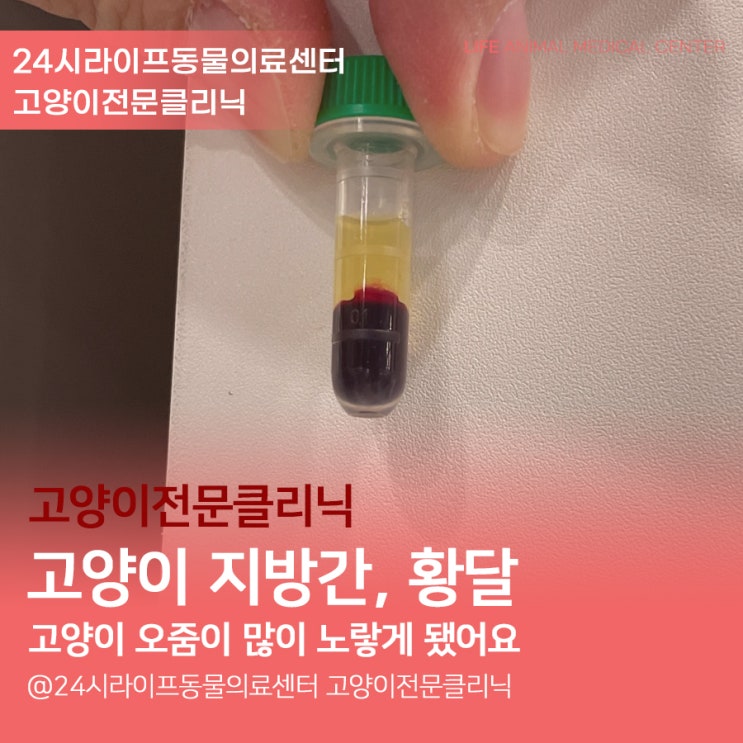 고양이 지방간, 고양이 황달 치료 :  고양이가 밥을 안먹는다면? - 대구24시동물병원 라이프동물의료센터