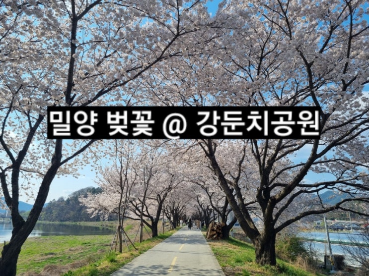 경남 밀양 벚꽃 명소 밀양 강둔치 꽃구경